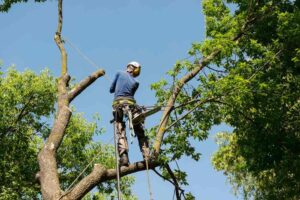 Tree Cutting Services